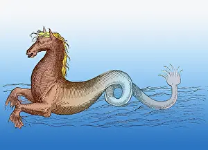Seahorse: superstition, mythical creatures, sea horse (Hippocamp)