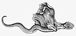Piscium: superstition, mythical creatures, basilisk or