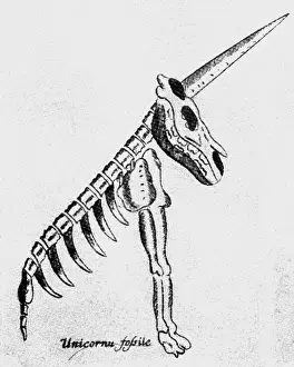 Capricorn: superstition, mythical creatures, capricorns