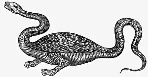 Kircher: superstition, mythical creatures, dragons, wood