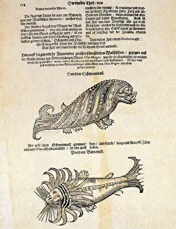 Olaus: superstition, mythical creatures, hog wale and