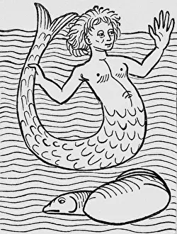 1491: superstition, mythical creatures, mermaid, woodcut