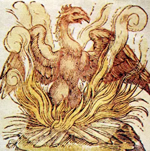 Immortality: superstition, mythical creatures, phoenix, rising