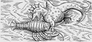 Gesner: superstition, mythical creatures, rhinoceros-wale