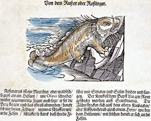 Piscium: superstition, mythical creatures, Russor, woodcut