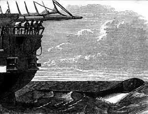 Sighted: superstition, mythical creatures, sea serpent