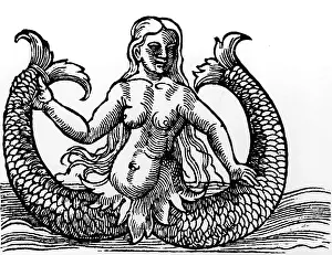 Sirens: superstition, mythical creatures, sirens, woodcut