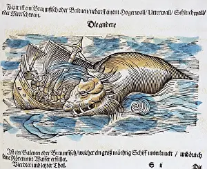 Piscium: superstition, mythical creatures, wale attacking