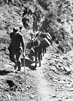Terraces: Support column provide German troops with supplies, 1944