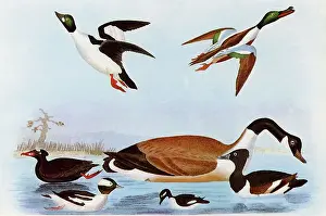 Spatula: Surf Scoter, Buffel-head, Canada Goose, Tufted Duck