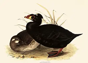 Surf: Surf Scoter, Melanitta perspicillata