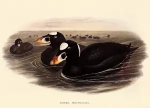Bills: Surf Scoters