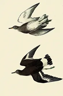 Belly: Surfbirds