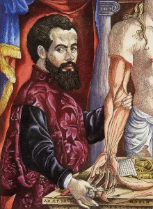 Vesalius: Surgeon with Arm Study