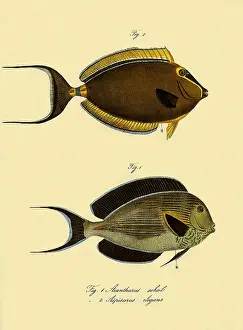 Discs: Two Surgeonfish