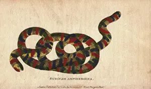 Sybilla: Surinam amphisboena or tropical worm lizard