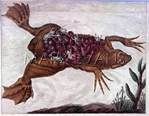 Toads: SURINAM TOAD WITH EGGS