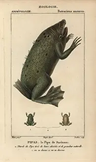 Pipa: Surinam toad, Pipa pipa