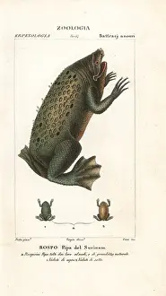 Fullers: Surinam toad, Pipa pipa
