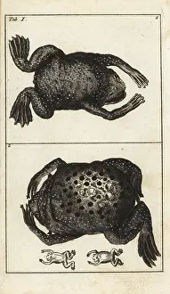Wilhelms: Surinam toad, Pipa pipa