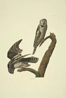 Strigiformes: Surnia ulula, northern hawk-owl