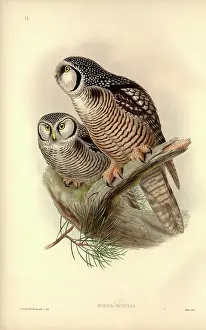 Strigiformes: Surnia ulula, northern hawk owl