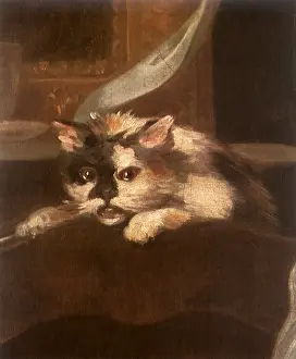 1759: Surprised Cat