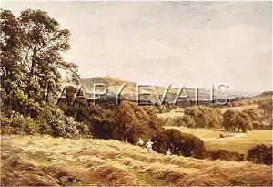 Hayfield: SURREY/HAYFIELD/WONERSH