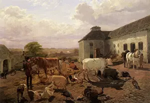 Pheasants: Surveying the Barnyard