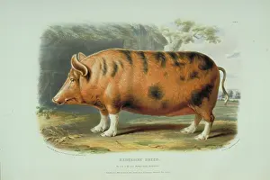 1786 1859: Sus domesticus, pig