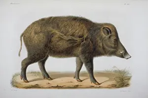 Scrofa: Sus moupinensis, wild hog