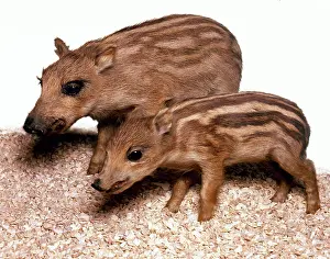 Piglet: Sus scrofa, European wild boar