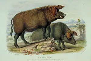 1786 1859: Sus scrofa, wild boar