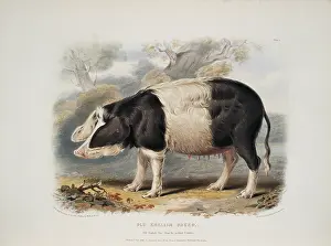 1786 1859: Sus sp. hog, Old English breed
