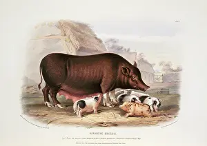 Siamese: Sus sp. hog, Siamese breed