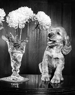 Admiring: Susi - admiring a vase of flowers