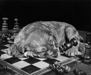 Asleep: Susi - asleep on chess board