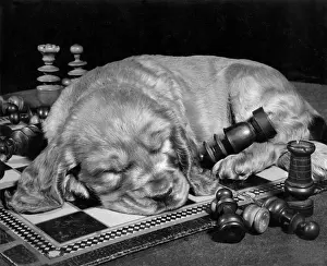Asleep: Susi - asleep on a chess board