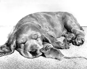 Asleep: Susi - asleep, with mouse