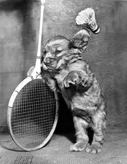 Racquet: Susi - with badminton racquet and shuttlecock