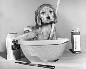 Spoon: Susi - baking