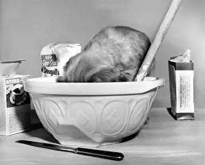 Spoon: Susi - baking