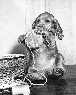 Unravel: Susi - with ball of wool