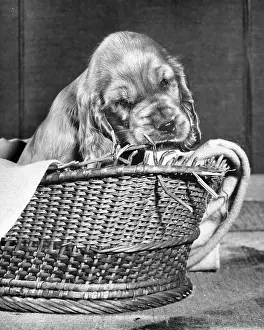 Wickerwork: Susi - in her basket