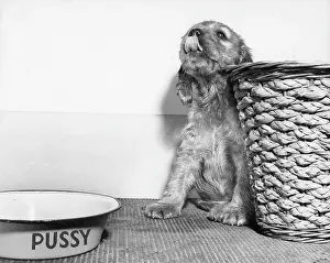 Lips: Susi - with basket and cat's bowl