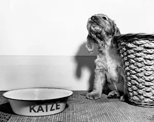 Wickerwork: Susi - with basket and cat's bowl