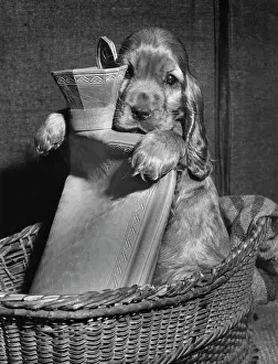 Wickerwork: Susi - in basket with hot water bottle