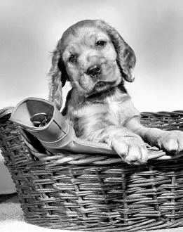 Spaniels: Susi - in basket with hot water bottle