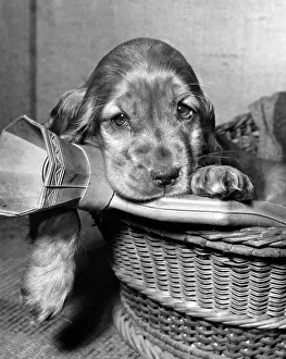 Spaniels: Susi - in basket with hot water bottle