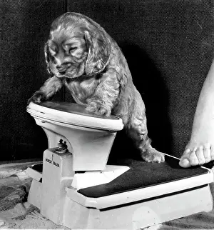 Bathroom: Susi - with bathroom scales